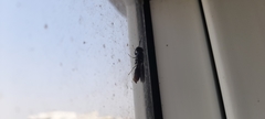 Hermetia illucens