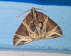 Ecliptopera rectilinea