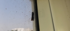 Hermetia illucens