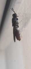 Hermetia illucens