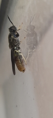 Hermetia illucens