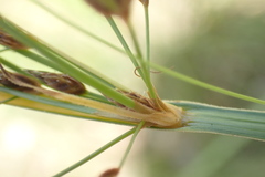 Fimbristylis complanata