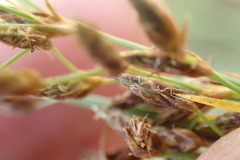 Fimbristylis complanata