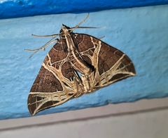 Ecliptopera rectilinea