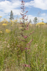 Eragrostis gummiflua