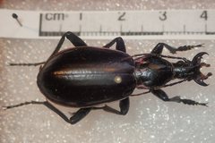 Carabus aumonti