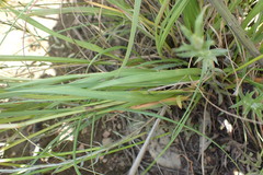 Eragrostis gummiflua