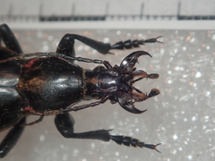 Carabus aumonti