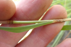 Eragrostis gummiflua