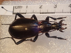 Carabus aumonti