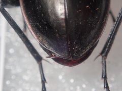 Carabus aumonti