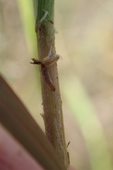Eragrostis gummiflua