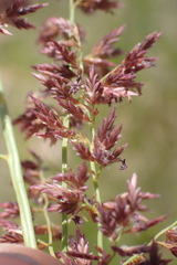 Eragrostis gummiflua