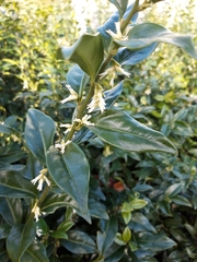 Sarcococca