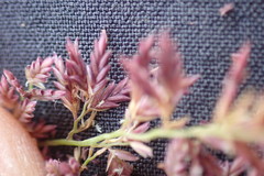 Eragrostis gummiflua