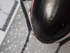 Carabus aumonti