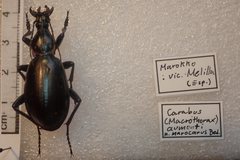 Carabus aumonti