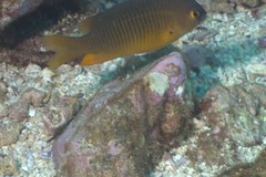 Plectroglyphidodon gascoynei