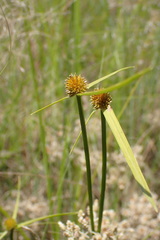 Cyperus erectus