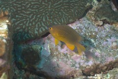 Plectroglyphidodon gascoynei