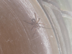 Linyphiidae