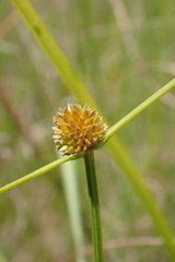Cyperus erectus