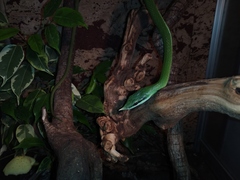 Gonyosoma boulengeri