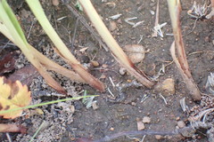 Cyperus erectus