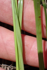 Cyperus erectus