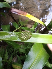 Natalobatrachus bonebergi