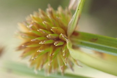 Cyperus erectus
