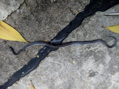 Pareas margaritophorus