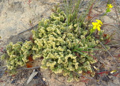 Psammotropha