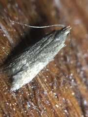 Bilobata subsecivella