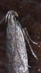 Bilobata subsecivella