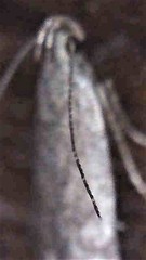 Bilobata subsecivella