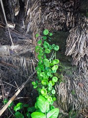 Umbilicus horizontalis