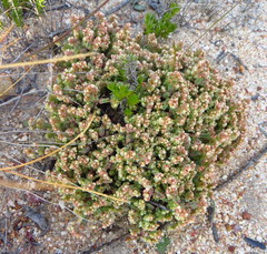 Psammotropha