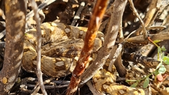 Bitis xeropaga
