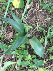 Himantoglossum robertianum