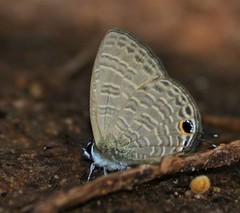 Nacaduba calauria