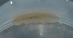 Leptoplana tremellaris