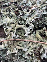 Parmelia submontana