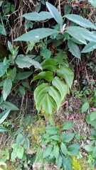 Cyrtomium anomophyllum