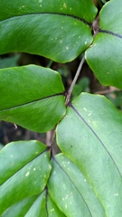 Cyrtomium anomophyllum