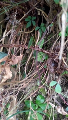 Cyrtomium anomophyllum