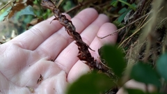 Cyrtomium anomophyllum