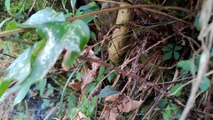 Cyrtomium anomophyllum