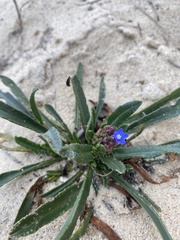 Anchusa calcarea
