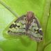 Ricaniid Planthoppers - Photo (c) Harvey Perkins, some rights reserved (CC BY-NC), uploaded by Harvey Perkins
